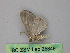  ( - BC ZSM Lep 25849)  @12 [ ] CreativeCommons - Attribution Non-Commercial Share-Alike (2010) Unspecified SNSB, Zoologische Staatssammlung Muenchen