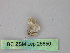  ( - BC ZSM Lep 25850)  @12 [ ] CreativeCommons - Attribution Non-Commercial Share-Alike (2010) Unspecified SNSB, Zoologische Staatssammlung Muenchen