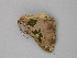  (Trygodes AH01Pe - BC ZSM Lep 25857)  @13 [ ] CreativeCommons - Attribution Non-Commercial Share-Alike (2010) Unspecified SNSB, Zoologische Staatssammlung Muenchen
