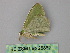  (Nemoria AH03Pe - BC ZSM Lep 25862)  @13 [ ] CreativeCommons - Attribution Non-Commercial Share-Alike (2010) Unspecified SNSB, Zoologische Staatssammlung Muenchen