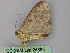  ( - BC ZSM Lep 25865)  @13 [ ] CreativeCommons - Attribution Non-Commercial Share-Alike (2010) Unspecified SNSB, Zoologische Staatssammlung Muenchen