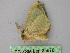 ( - BC ZSM Lep 25870)  @12 [ ] CreativeCommons - Attribution Non-Commercial Share-Alike (2010) Unspecified SNSB, Zoologische Staatssammlung Muenchen