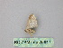  (Idaea AH19Pe - BC ZSM Lep 25917)  @11 [ ] CreativeCommons - Attribution Non-Commercial Share-Alike (2010) Unspecified SNSB, Zoologische Staatssammlung Muenchen