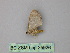  (Idaea fervensAH01Pe - BC ZSM Lep 25926)  @12 [ ] CreativeCommons - Attribution Non-Commercial Share-Alike (2010) Unspecified SNSB, Zoologische Staatssammlung Muenchen