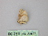  ( - BC ZSM Lep 25927)  @12 [ ] CreativeCommons - Attribution Non-Commercial Share-Alike (2010) Unspecified SNSB, Zoologische Staatssammlung Muenchen