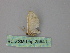  (Idaea AH10Pe - BC ZSM Lep 25941)  @13 [ ] CreativeCommons - Attribution Non-Commercial Share-Alike (2010) Unspecified SNSB, Zoologische Staatssammlung Muenchen