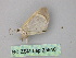  (Opisthoxia GM02 - BC ZSM Lep 25948)  @12 [ ] CreativeCommons - Attribution Non-Commercial Share-Alike (2010) Unspecified SNSB, Zoologische Staatssammlung Muenchen