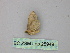  (Odontoptila AH01Pe - BC ZSM Lep 25949)  @12 [ ] CreativeCommons - Attribution Non-Commercial Share-Alike (2010) Unspecified SNSB, Zoologische Staatssammlung Muenchen