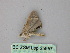  ( - BC ZSM Lep 25957)  @12 [ ] CreativeCommons - Attribution Non-Commercial Share-Alike (2010) Unspecified SNSB, Zoologische Staatssammlung Muenchen