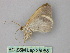  ( - BC ZSM Lep 25958)  @13 [ ] CreativeCommons - Attribution Non-Commercial Share-Alike (2010) Unspecified SNSB, Zoologische Staatssammlung Muenchen