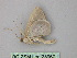  ( - BC ZSM Lep 25967)  @13 [ ] CreativeCommons - Attribution Non-Commercial Share-Alike (2010) Unspecified SNSB, Zoologische Staatssammlung Muenchen