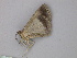  ( - BC ZSM Lep 25987)  @12 [ ] CreativeCommons - Attribution Non-Commercial Share-Alike (2010) Unspecified SNSB, Zoologische Staatssammlung Muenchen
