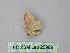  (Eois AH11Pe - BC ZSM Lep 25989)  @12 [ ] CreativeCommons - Attribution Non-Commercial Share-Alike (2010) Unspecified SNSB, Zoologische Staatssammlung Muenchen