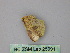  ( - BC ZSM Lep 25991)  @12 [ ] CreativeCommons - Attribution Non-Commercial Share-Alike (2010) Unspecified SNSB, Zoologische Staatssammlung Muenchen