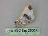  ( - BC ZSM Lep 26005)  @12 [ ] CreativeCommons - Attribution Non-Commercial Share-Alike (2010) Unspecified SNSB, Zoologische Staatssammlung Muenchen