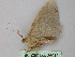  ( - BC ZSM Lep 26012)  @13 [ ] CreativeCommons - Attribution Non-Commercial Share-Alike (2010) Unspecified SNSB, Zoologische Staatssammlung Muenchen