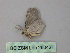  ( - BC ZSM Lep 26042)  @12 [ ] CreativeCommons - Attribution Non-Commercial Share-Alike (2010) Unspecified SNSB, Zoologische Staatssammlung Muenchen