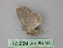 ( - BC ZSM Lep 26043)  @12 [ ] CreativeCommons - Attribution Non-Commercial Share-Alike (2010) Unspecified SNSB, Zoologische Staatssammlung Muenchen