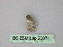  ( - BC ZSM Lep 26071)  @12 [ ] CreativeCommons - Attribution Non-Commercial Share-Alike (2010) Unspecified SNSB, Zoologische Staatssammlung Muenchen