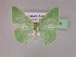  ( - BC ZSM Lep 06206)  @12 [ ] CreativeCommons - Attribution Non-Commercial Share-Alike (2010) Unspecified SNSB, Zoologische Staatssammlung Muenchen