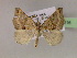  (Anachloris uncinataAH01Au - BC ZSM Lep 06216)  @13 [ ] CreativeCommons - Attribution Non-Commercial Share-Alike (2010) Unspecified SNSB, Zoologische Staatssammlung Muenchen