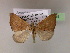  (Anachloris uncinataAH02Au - BC ZSM Lep 06218)  @11 [ ] CreativeCommons - Attribution Non-Commercial Share-Alike (2010) Unspecified SNSB, Zoologische Staatssammlung Muenchen