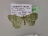  ( - BC ZSM Lep 06234)  @13 [ ] CreativeCommons - Attribution Non-Commercial Share-Alike (2010) Unspecified SNSB, Zoologische Staatssammlung Muenchen