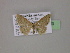  ( - BC ZSM Lep 06250)  @13 [ ] CreativeCommons - Attribution Non-Commercial Share-Alike (2010) Unspecified SNSB, Zoologische Staatssammlung Muenchen
