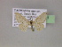  ( - BC ZSM Lep 06251)  @13 [ ] CreativeCommons - Attribution Non-Commercial Share-Alike (2010) Unspecified SNSB, Zoologische Staatssammlung Muenchen