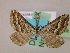  ( - BC ZSM Lep 06258)  @12 [ ] CreativeCommons - Attribution Non-Commercial Share-Alike (2010) Unspecified SNSB, Zoologische Staatssammlung Muenchen