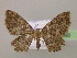  (Eccymatoge morphna - BC ZSM Lep 06260)  @14 [ ] CreativeCommons - Attribution Non-Commercial Share-Alike (2010) Unspecified SNSB, Zoologische Staatssammlung Muenchen