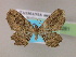  ( - BC ZSM Lep 06261)  @14 [ ] CreativeCommons - Attribution Non-Commercial Share-Alike (2010) Unspecified SNSB, Zoologische Staatssammlung Muenchen