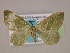  ( - BC ZSM Lep 06270)  @12 [ ] CreativeCommons - Attribution Non-Commercial Share-Alike (2010) Unspecified SNSB, Zoologische Staatssammlung Muenchen