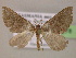  (Anachloris AH01Au - BC ZSM Lep 06278)  @14 [ ] CreativeCommons - Attribution Non-Commercial Share-Alike (2010) Unspecified SNSB, Zoologische Staatssammlung Muenchen
