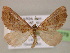  (Anachloris AH02Au - BC ZSM Lep 06279)  @14 [ ] CreativeCommons - Attribution Non-Commercial Share-Alike (2010) Unspecified SNSB, Zoologische Staatssammlung Muenchen