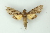  ( - BC ZSM Lep 19094)  @13 [ ] CreativeCommons - Attribution Non-Commercial Share-Alike (2010) Unspecified SNSB, Zoologische Staatssammlung Muenchen