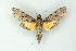  ( - BC ZSM Lep 19096)  @13 [ ] CreativeCommons - Attribution Non-Commercial Share-Alike (2010) Unspecified SNSB, Zoologische Staatssammlung Muenchen