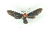  ( - BC ZSM Lep 19148)  @13 [ ] CreativeCommons - Attribution Non-Commercial Share-Alike (2010) Unspecified SNSB, Zoologische Staatssammlung Muenchen