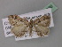  ( - BC ZSM Lep 19366)  @13 [ ] CreativeCommons - Attribution Non-Commercial Share-Alike (2010) Unspecified SNSB, Zoologische Staatssammlung Muenchen