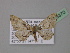  ( - BC ZSM Lep 19370)  @13 [ ] CreativeCommons - Attribution Non-Commercial Share-Alike (2010) Unspecified SNSB, Zoologische Staatssammlung Muenchen