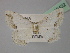  (Scopula ornataAH01 - BC ZSM Lep 19432)  @11 [ ] CreativeCommons - Attribution Non-Commercial Share-Alike (2010) Unspecified SNSB, Zoologische Staatssammlung Muenchen