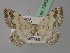  (Scopula decorata congruata - BC ZSM Lep 19433)  @11 [ ] CreativeCommons - Attribution Non-Commercial Share-Alike (2010) Unspecified SNSB, Zoologische Staatssammlung Muenchen