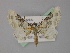  ( - BC ZSM Lep 19445)  @11 [ ] CreativeCommons - Attribution Non-Commercial Share-Alike (2010) Unspecified SNSB, Zoologische Staatssammlung Muenchen