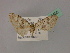  ( - BC ZSM Lep 19455)  @12 [ ] CreativeCommons - Attribution Non-Commercial Share-Alike (2010) Unspecified SNSB, Zoologische Staatssammlung Muenchen