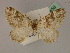  ( - BC ZSM Lep 19458)  @11 [ ] CreativeCommons - Attribution Non-Commercial Share-Alike (2010) Unspecified SNSB, Zoologische Staatssammlung Muenchen