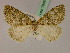  ( - BC ZSM Lep 19467)  @13 [ ] CreativeCommons - Attribution Non-Commercial Share-Alike (2010) Unspecified SNSB, Zoologische Staatssammlung Muenchen