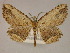  ( - BC ZSM Lep 19497)  @13 [ ] CreativeCommons - Attribution Non-Commercial Share-Alike (2010) Unspecified SNSB, Zoologische Staatssammlung Muenchen