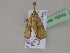  ( - BC ZSM Lep 19543)  @13 [ ] CreativeCommons - Attribution Non-Commercial Share-Alike (2010) Unspecified SNSB, Zoologische Staatssammlung Muenchen