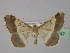  ( - BC ZSM Lep 19747)  @13 [ ] CreativeCommons - Attribution Non-Commercial Share-Alike (2010) Unspecified SNSB, Zoologische Staatssammlung Muenchen