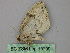  ( - BC ZSM Lep 19799)  @13 [ ] CreativeCommons - Attribution Non-Commercial Share-Alike (2010) Unspecified SNSB, Zoologische Staatssammlung Muenchen